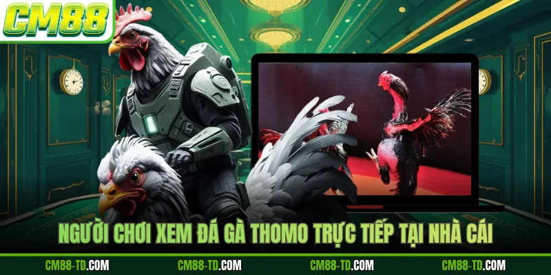 Người Chơi Xem Đá Gà Thomo Trực Tiếp Tại Nhà Cái
